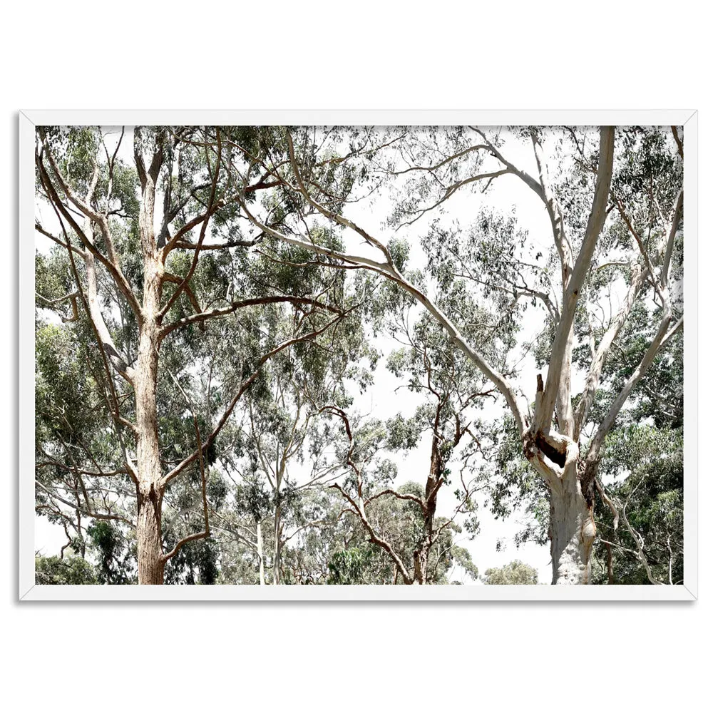 Among the Gumtrees - Art Print
