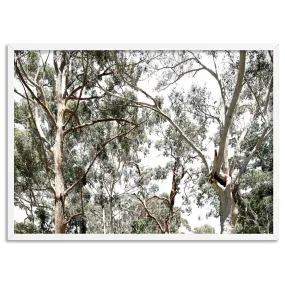 Among the Gumtrees - Art Print