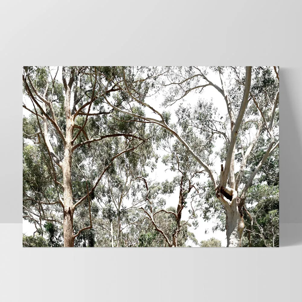 Among the Gumtrees - Art Print