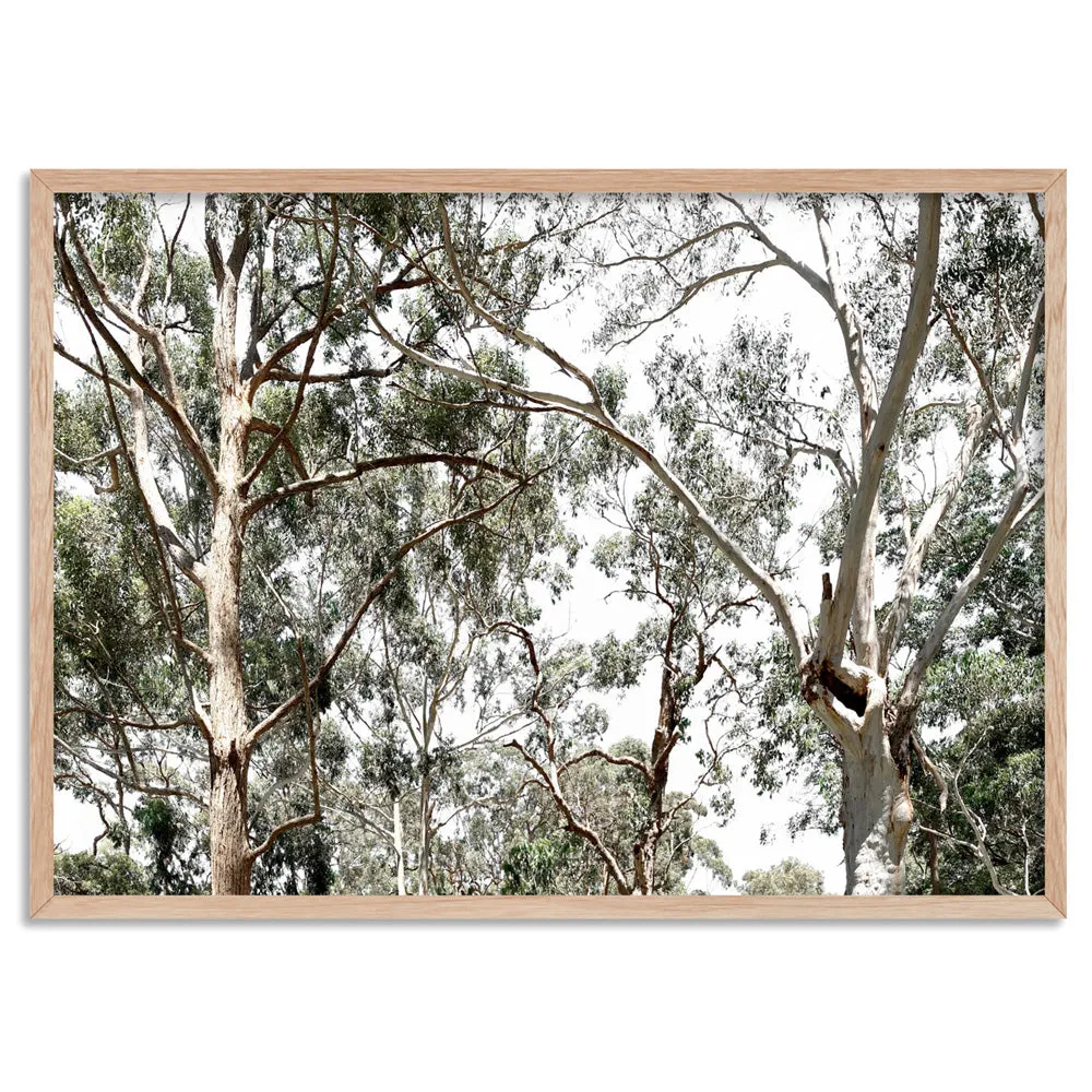 Among the Gumtrees - Art Print