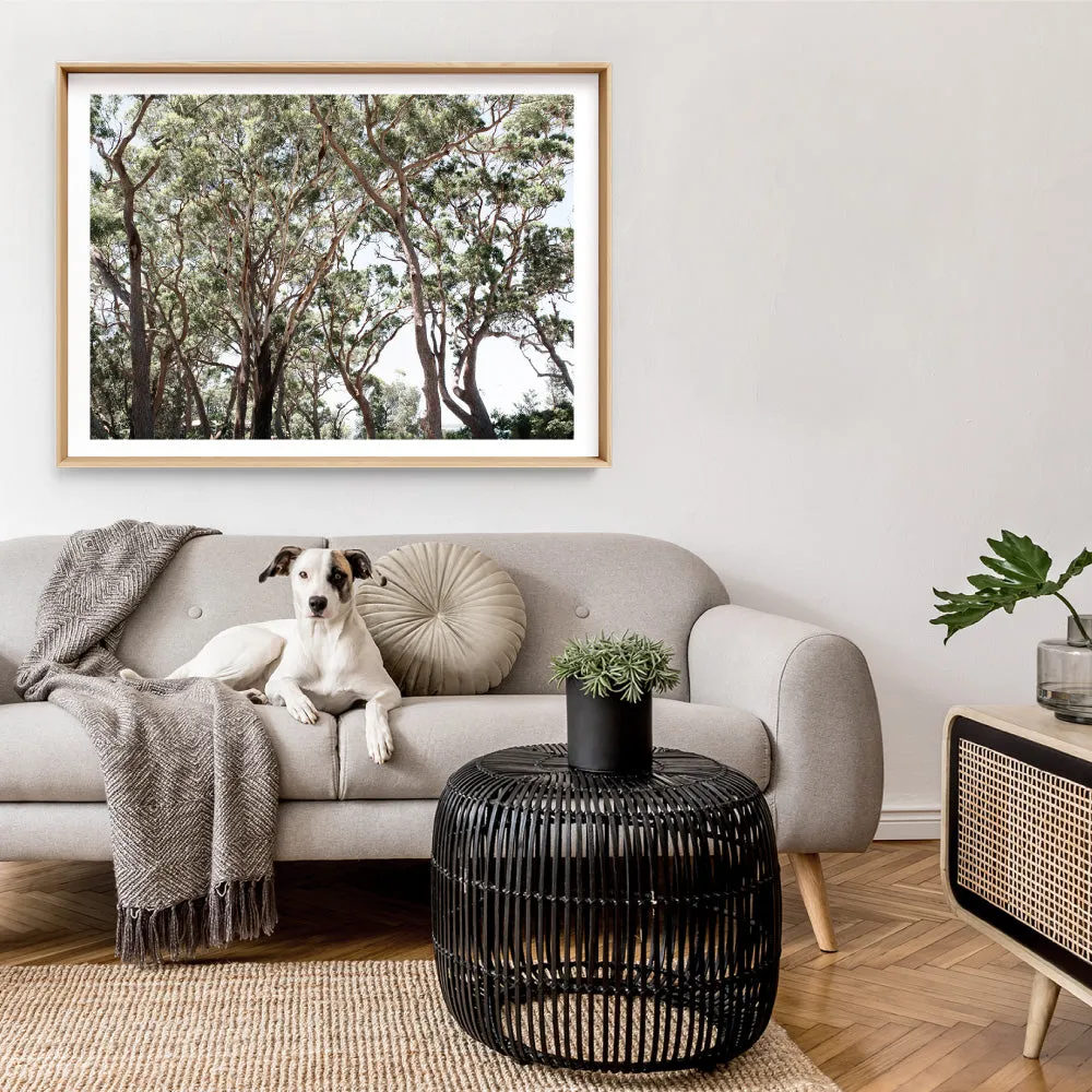 Among the Gumtrees II - Art Print