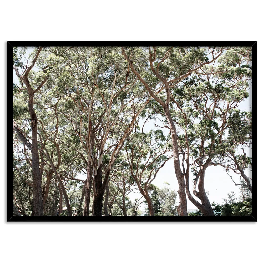 Among the Gumtrees II - Art Print