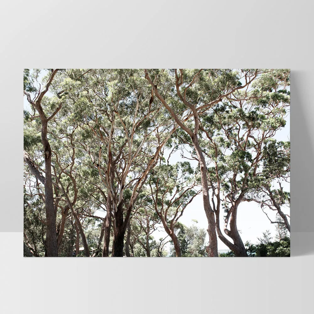 Among the Gumtrees II - Art Print