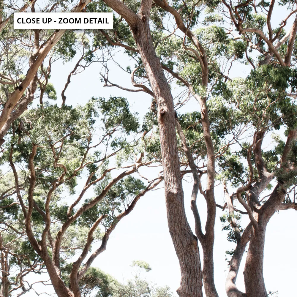 Among the Gumtrees II - Art Print