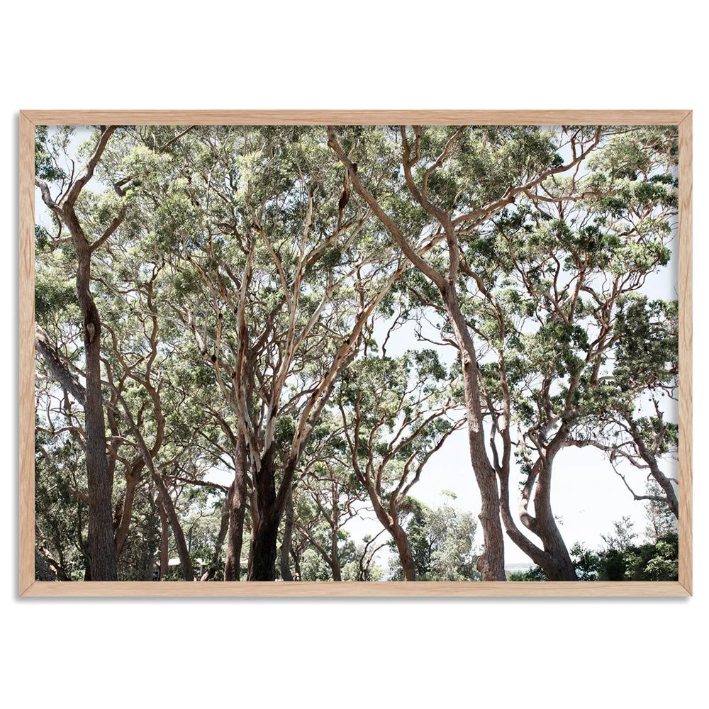 Among the Gumtrees II - Art Print