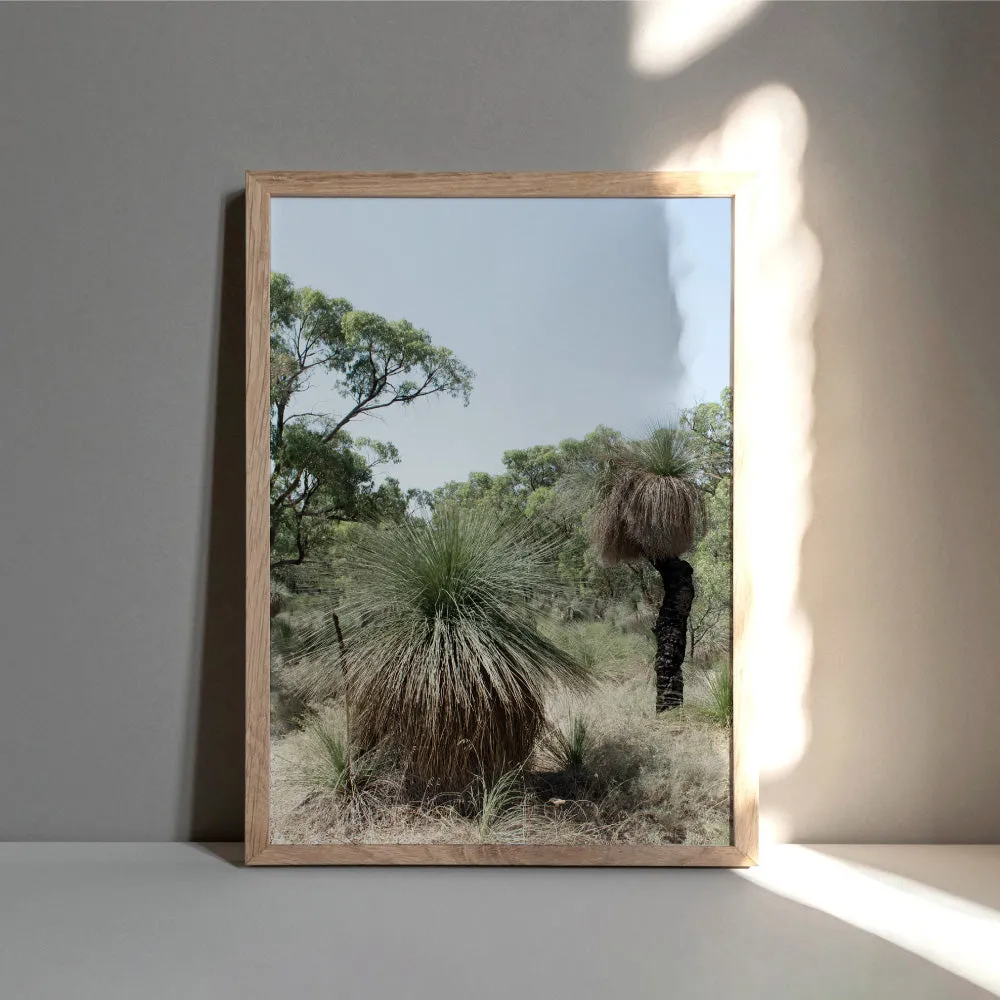 Australian Bush Grass Trees I - Art Print