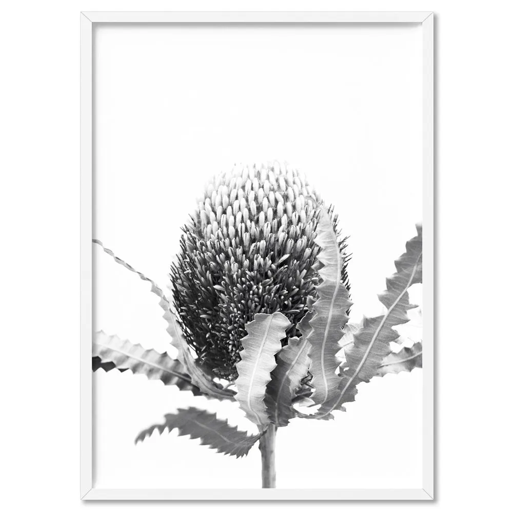 Banksia Flower Black and White - Art Print