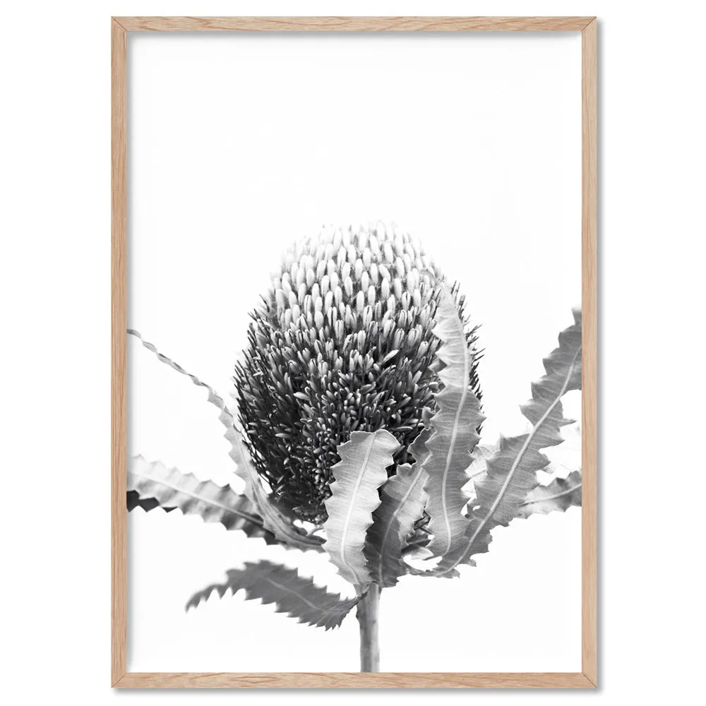 Banksia Flower Black and White - Art Print