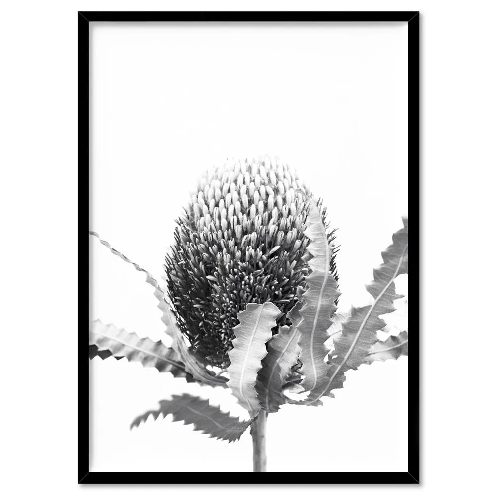 Banksia Flower Black and White - Art Print