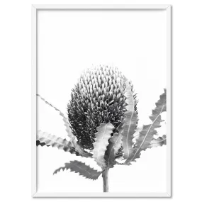 Banksia Flower Black and White - Art Print