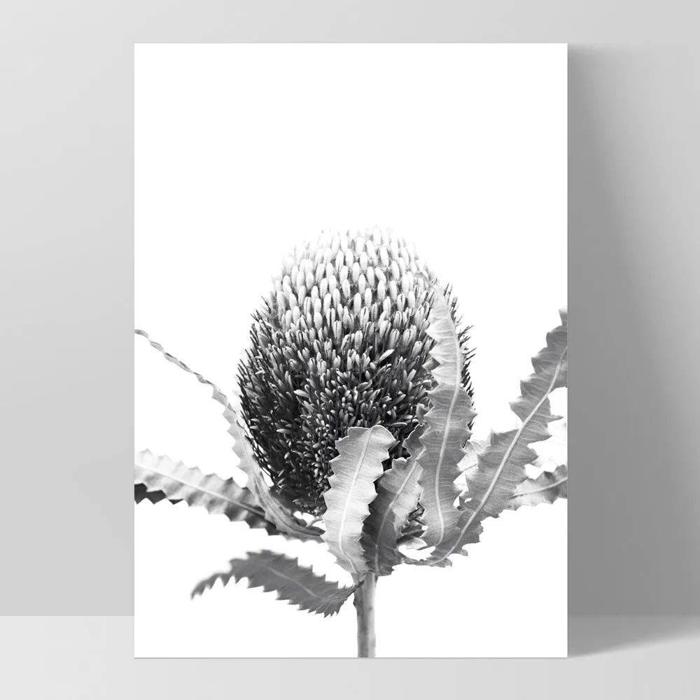 Banksia Flower Black and White - Art Print