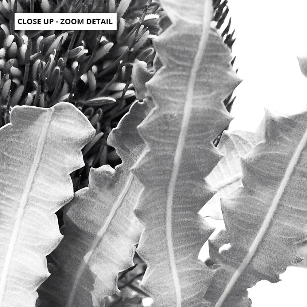 Banksia Flower Black and White - Art Print