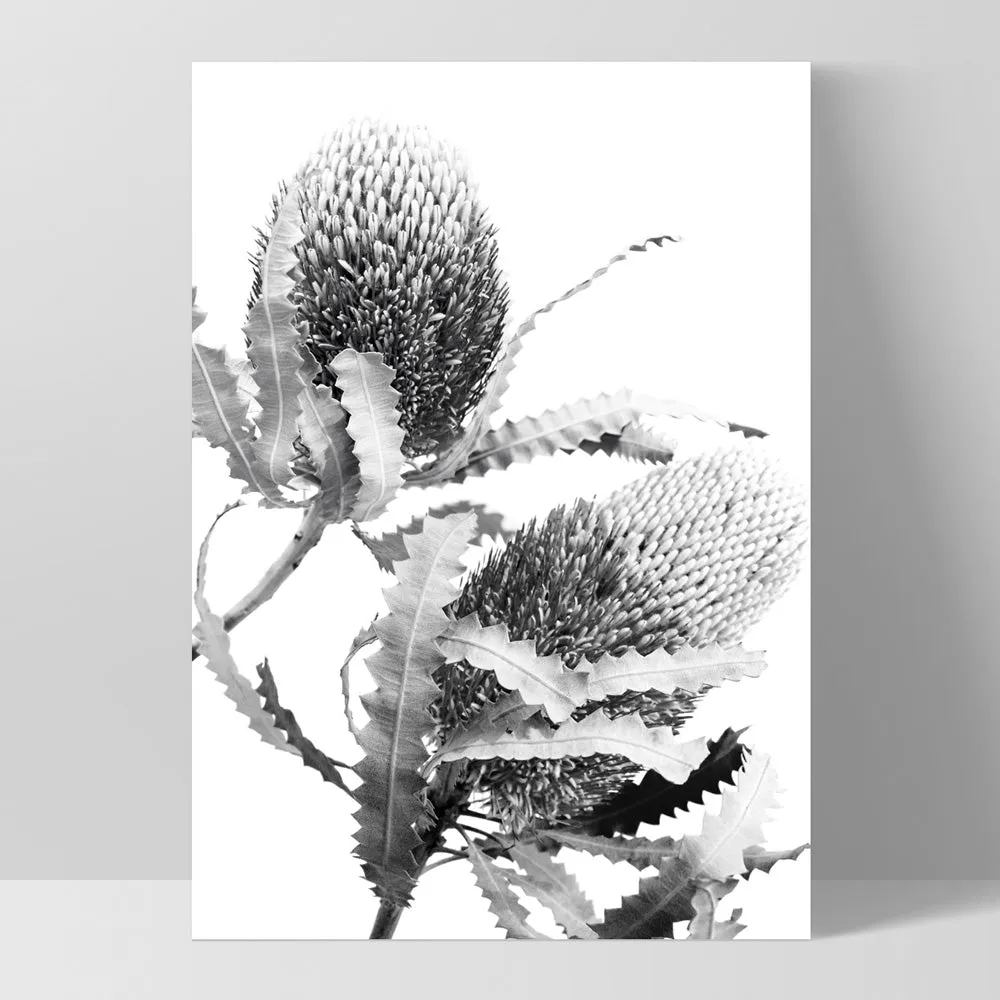 Banksia Flower Duo Black and White - Art Print