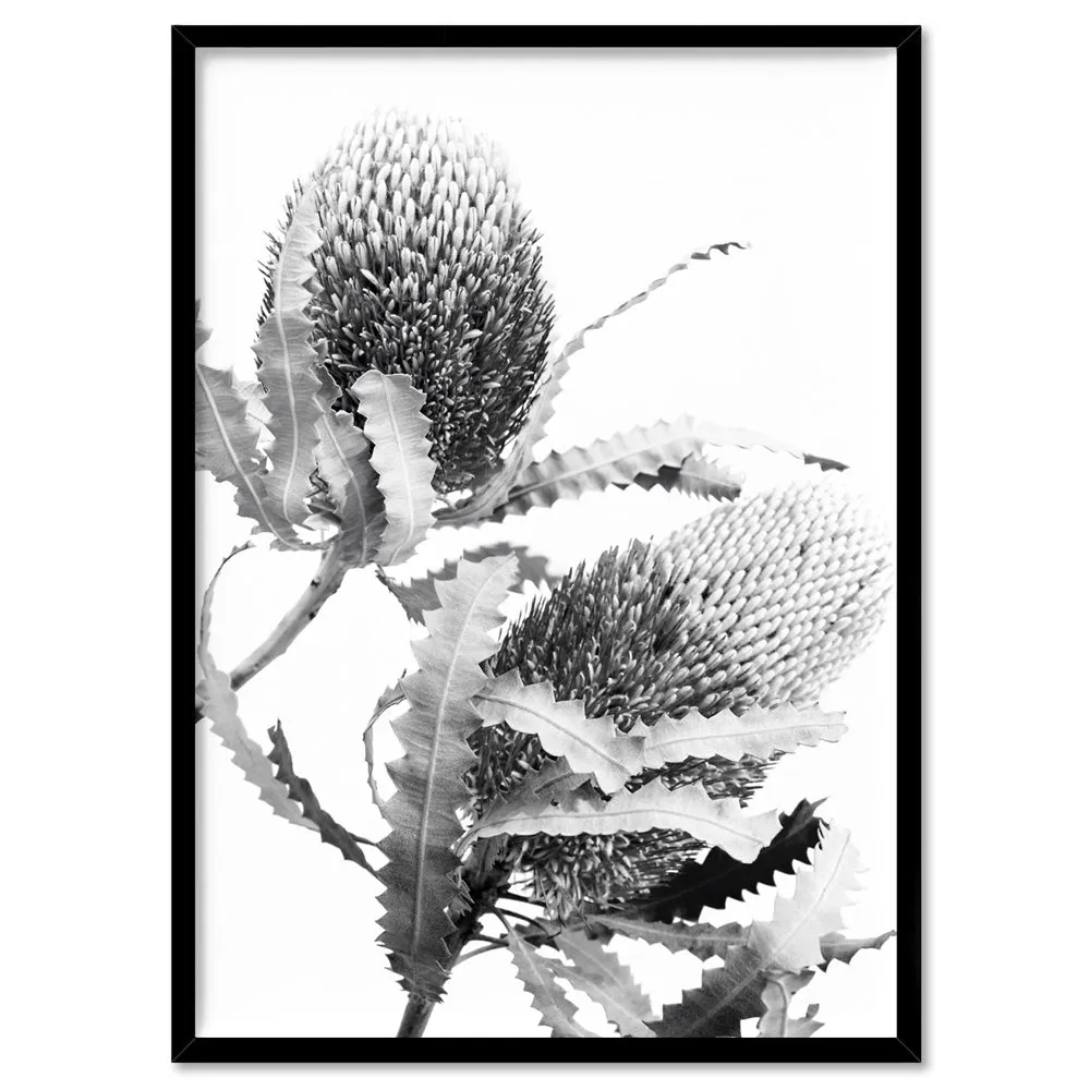 Banksia Flower Duo Black and White - Art Print