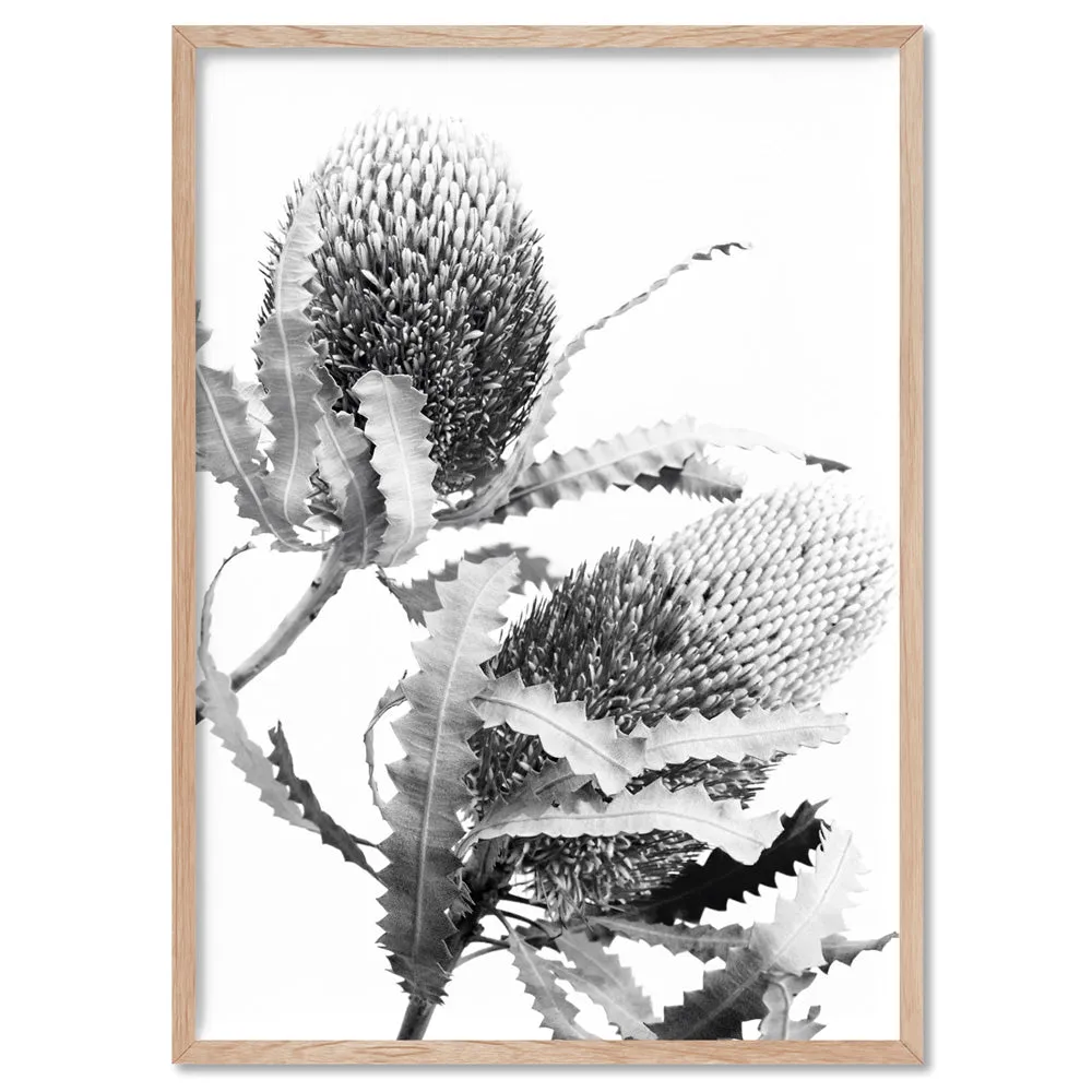 Banksia Flower Duo Black and White - Art Print
