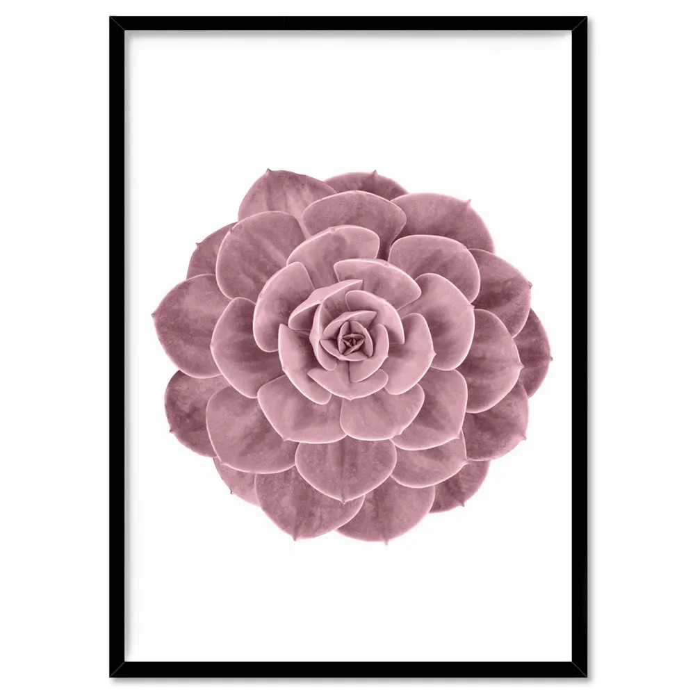 Blush Succulent II - Art Print