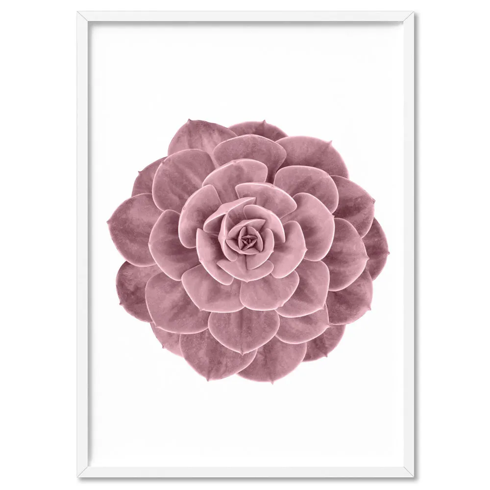 Blush Succulent II - Art Print