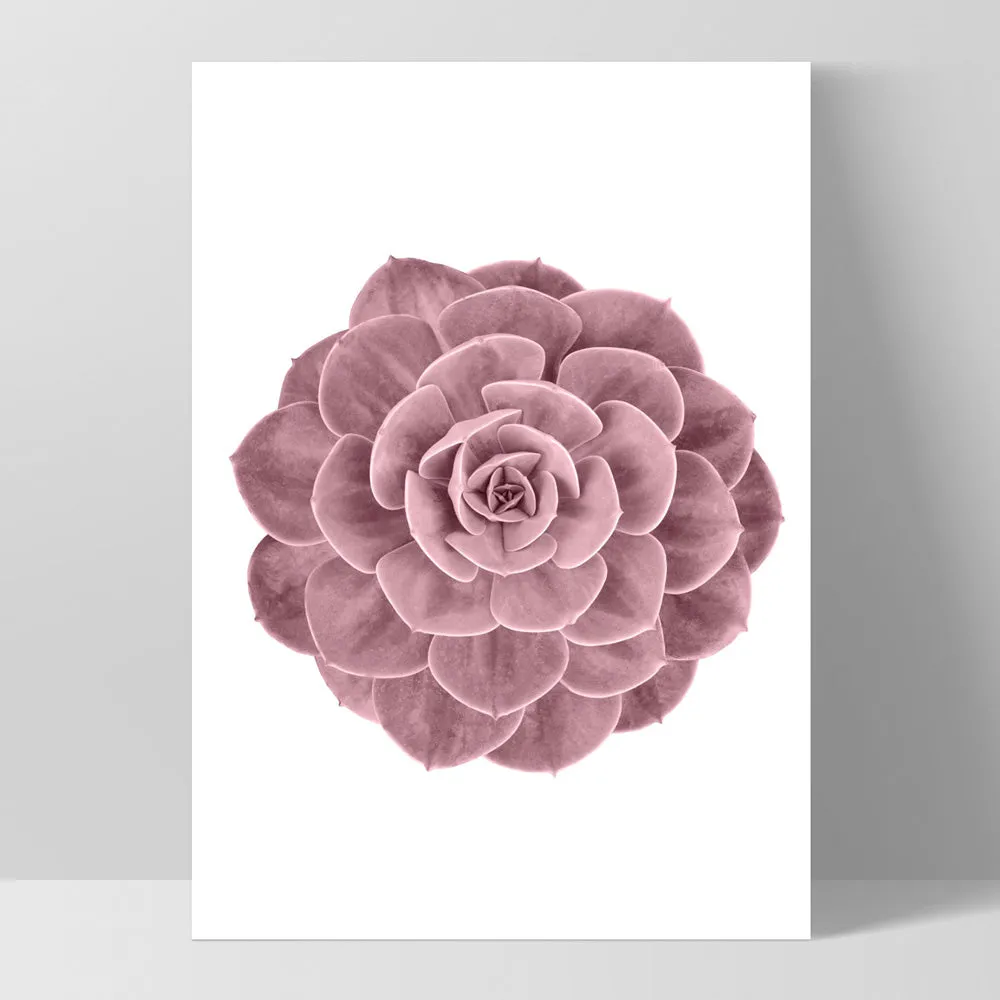 Blush Succulent II - Art Print