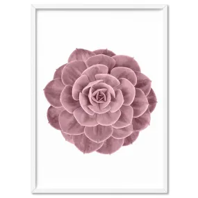 Blush Succulent II - Art Print