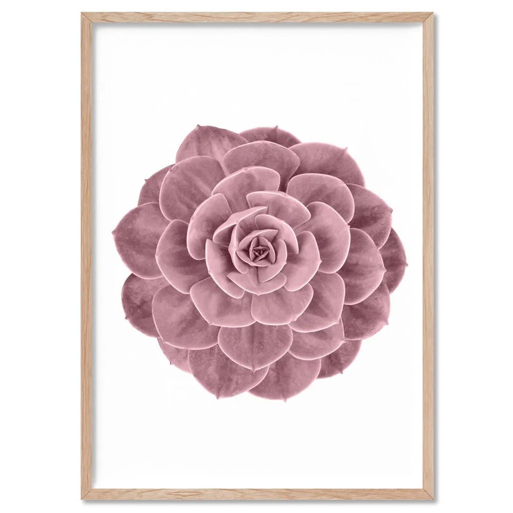 Blush Succulent II - Art Print