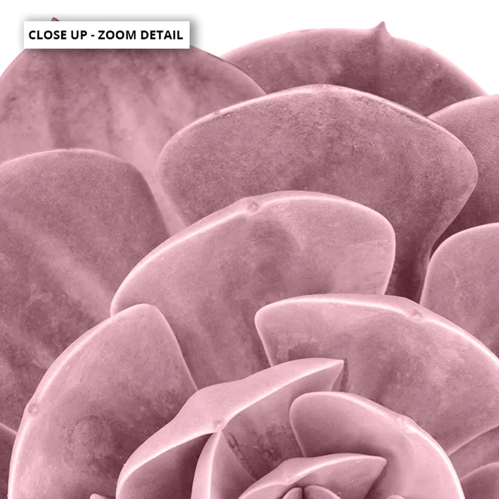Blush Succulent II - Art Print