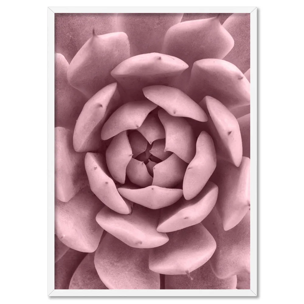 Blush Succulent IV - Art Print