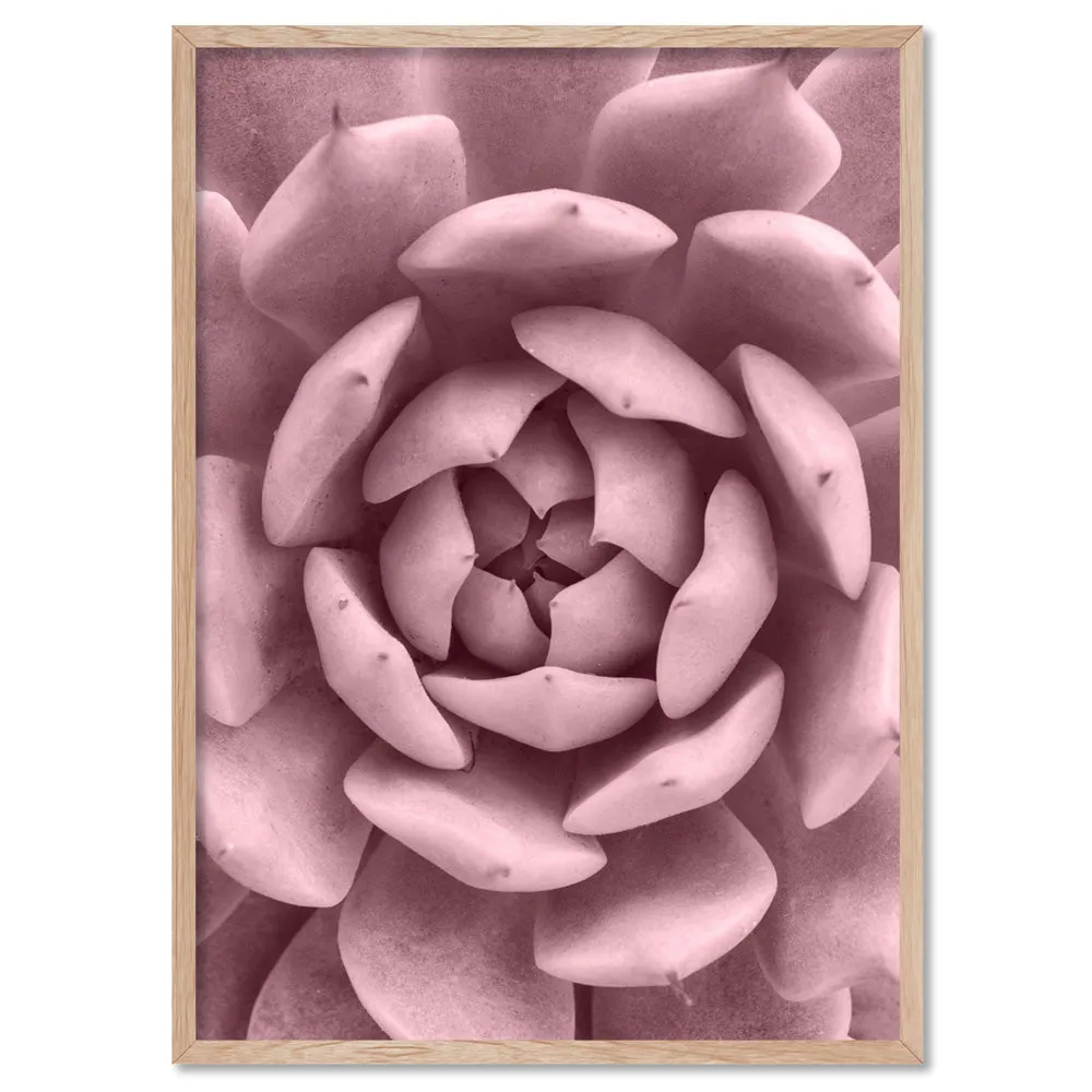 Blush Succulent IV - Art Print