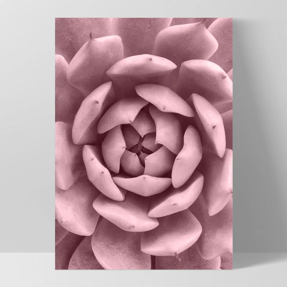 Blush Succulent IV - Art Print
