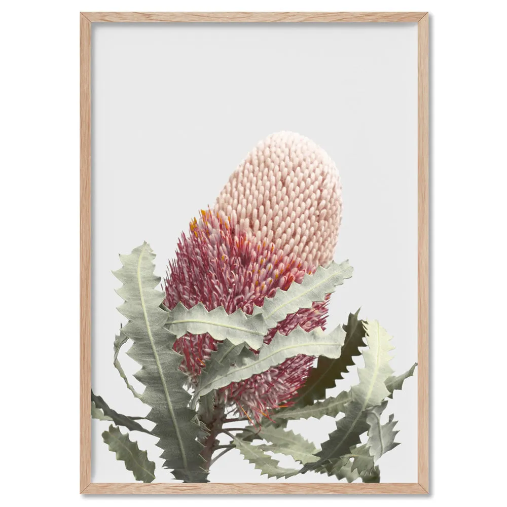 Blushing Banksia Flower - Art Print