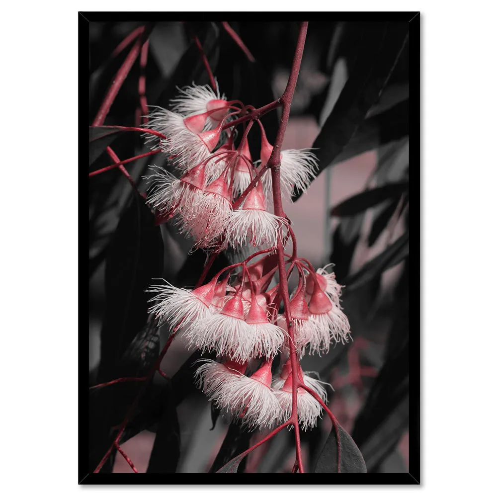 Blushing Eucalyptus Flowers on Dark - Art Print