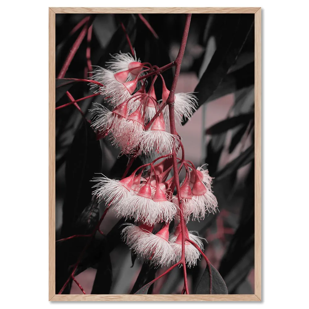 Blushing Eucalyptus Flowers on Dark - Art Print