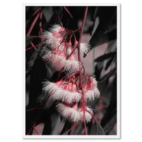 Blushing Eucalyptus Flowers on Dark - Art Print