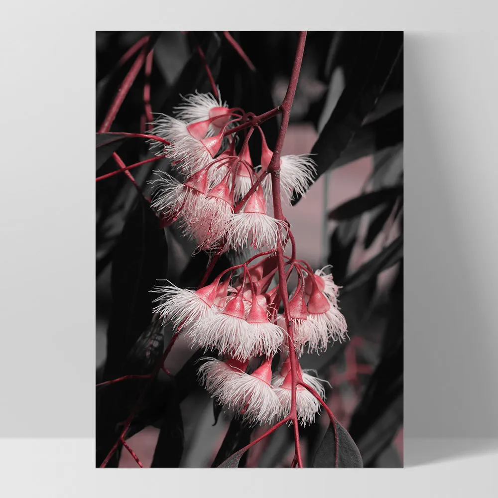 Blushing Eucalyptus Flowers on Dark - Art Print