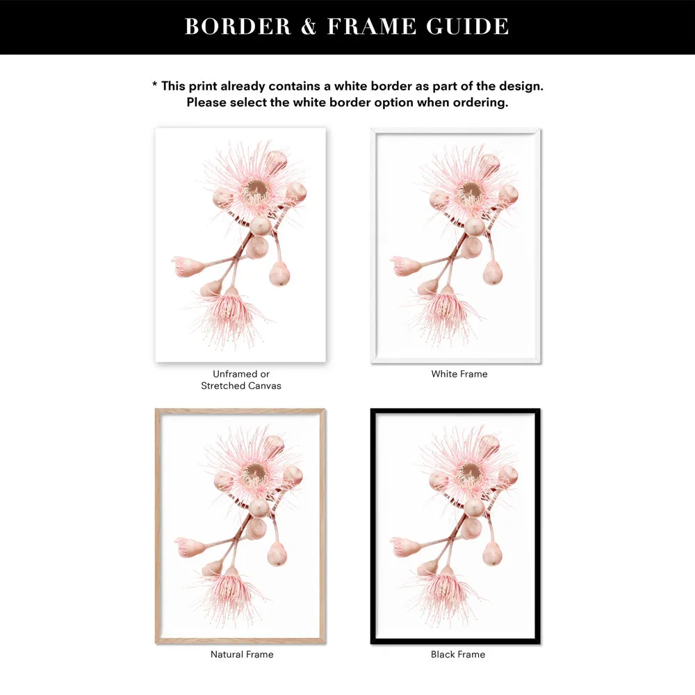Blushing Gumtree Blossom - Art Print