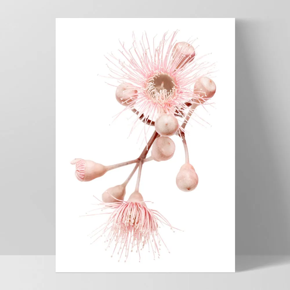 Blushing Gumtree Blossom - Art Print