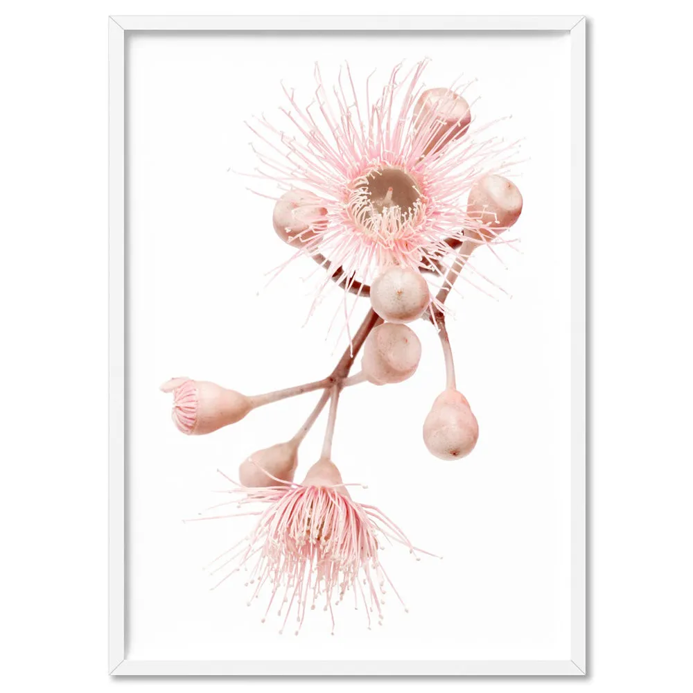 Blushing Gumtree Blossom - Art Print