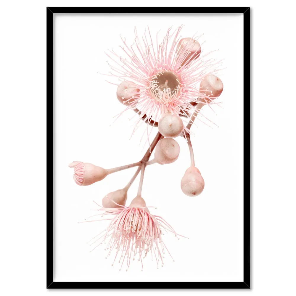 Blushing Gumtree Blossom - Art Print
