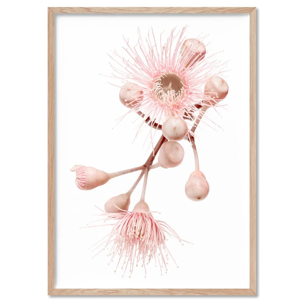 Blushing Gumtree Blossom - Art Print