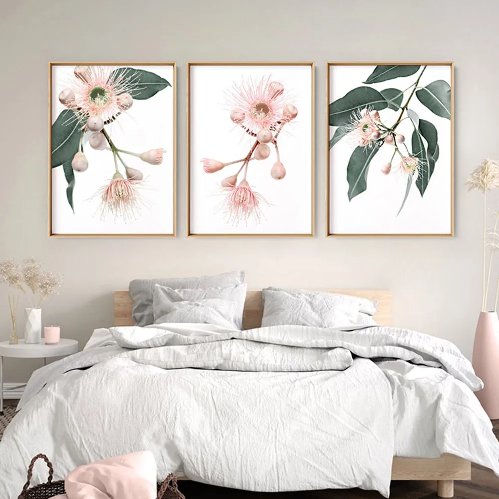 Blushing Gumtree Blossom - Art Print