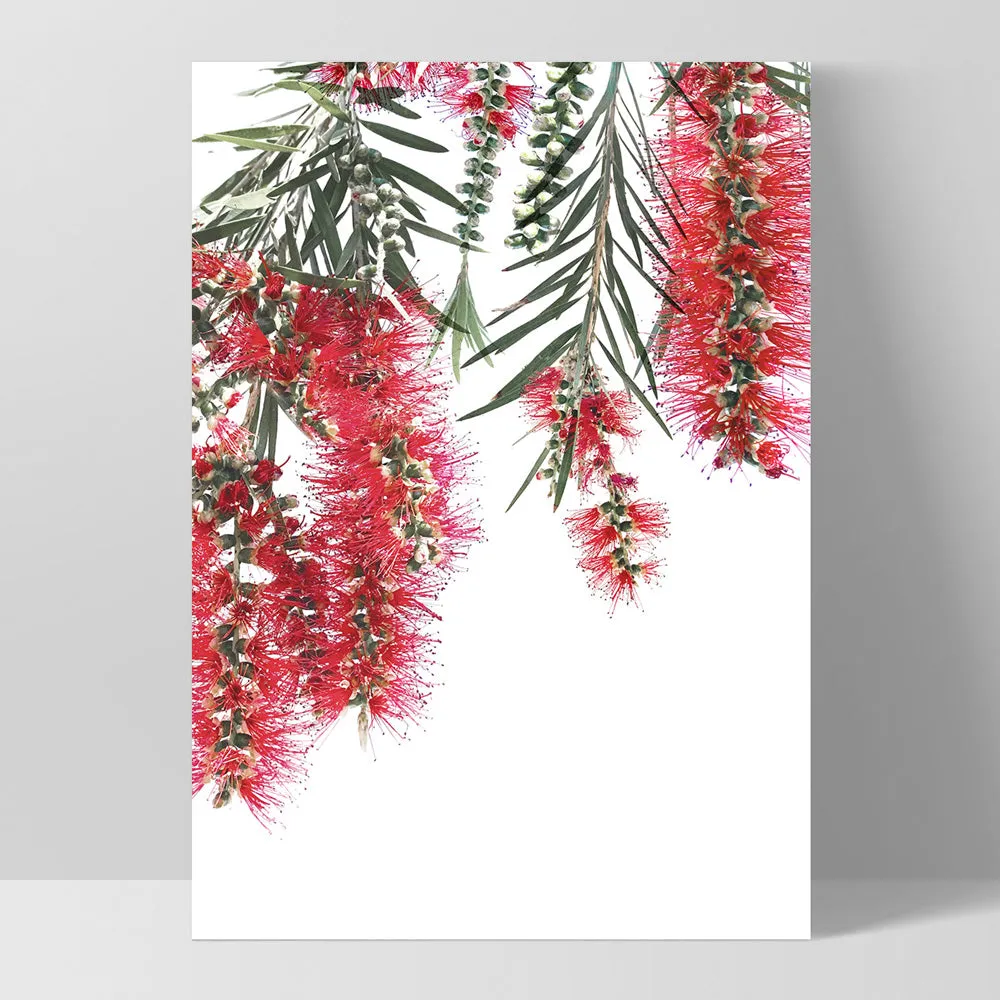 Bottle Brush Flowers II - Art Print