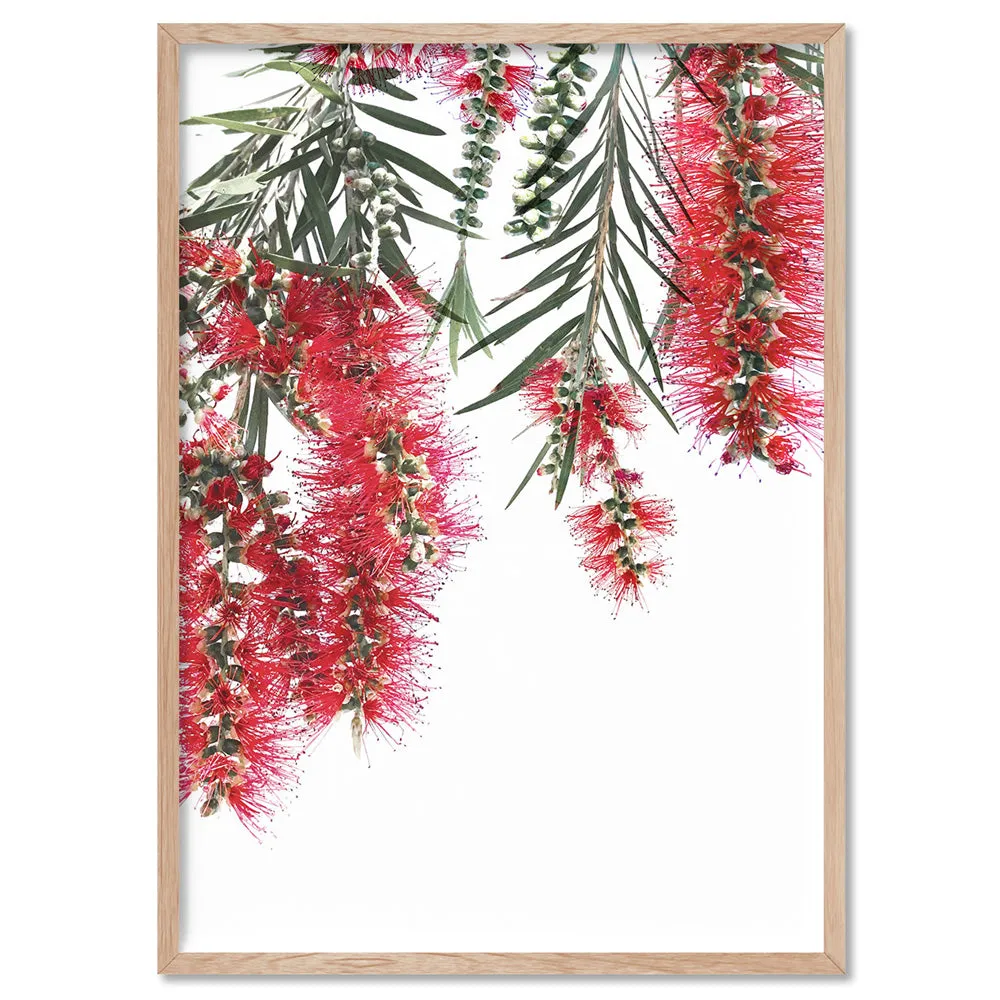 Bottle Brush Flowers II - Art Print