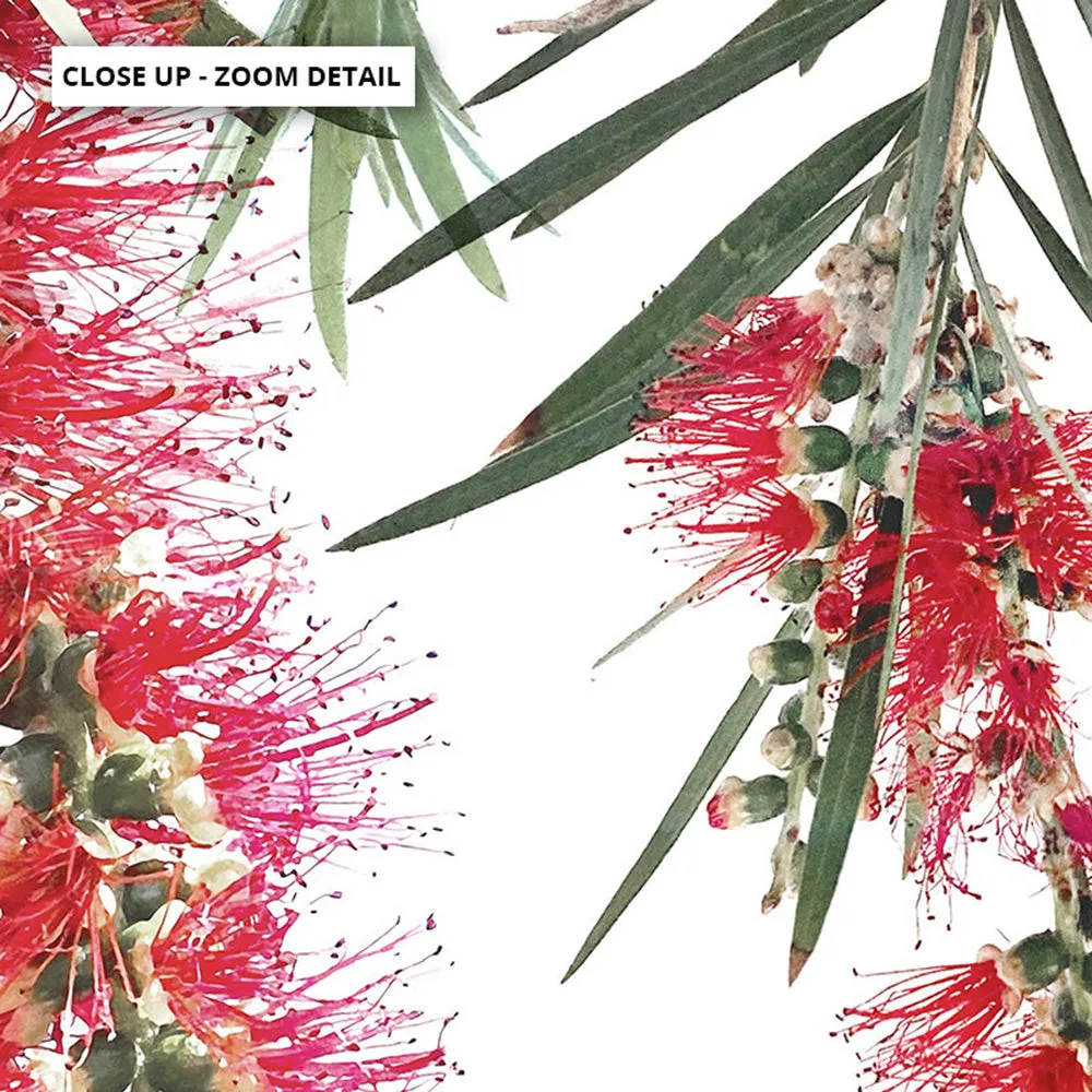 Bottle Brush Flowers II - Art Print