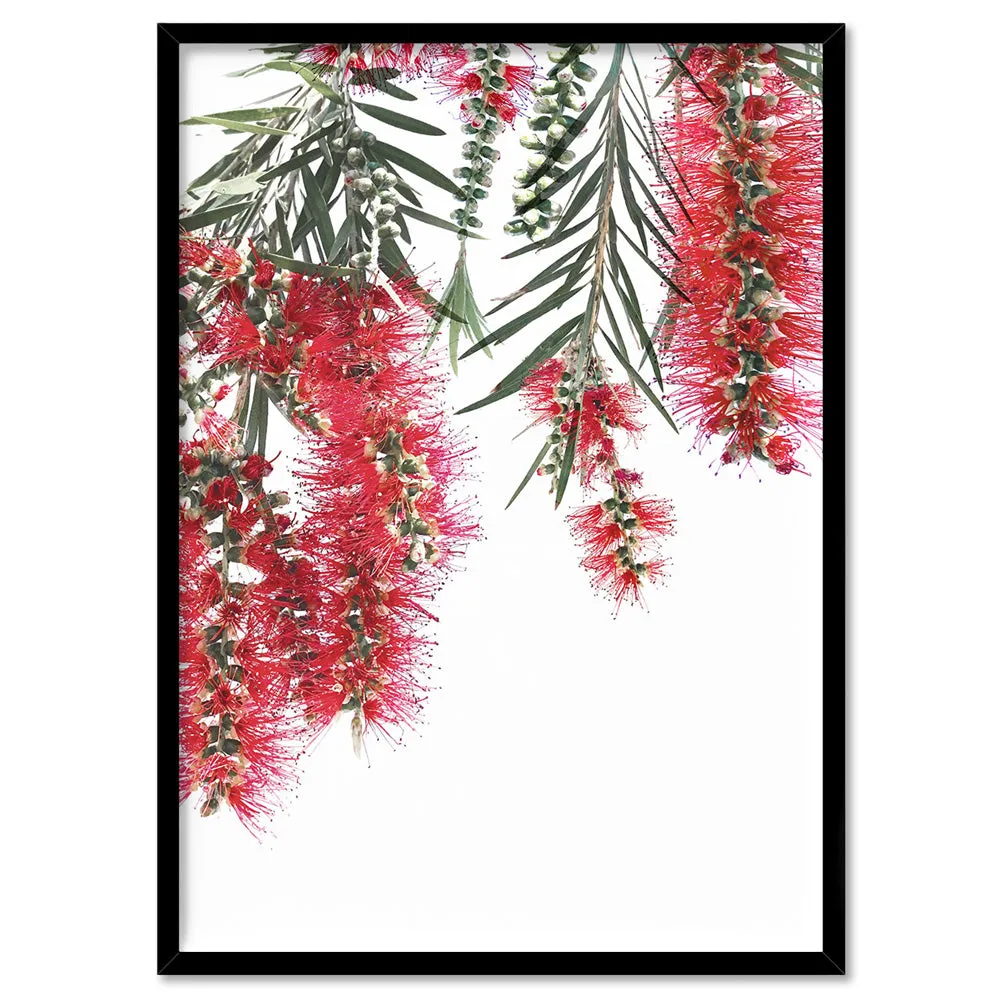 Bottle Brush Flowers II - Art Print