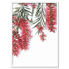 Bottle Brush Flowers II - Art Print
