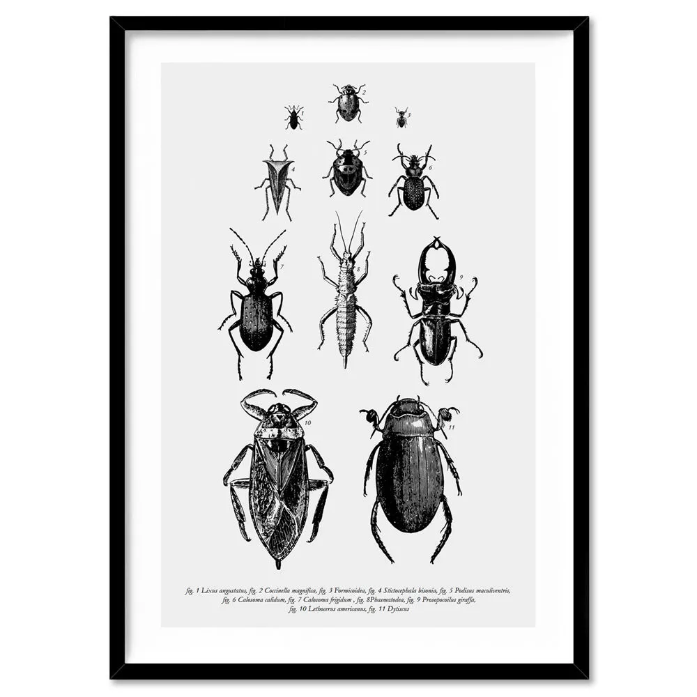 Bugs & Insects Entomology - Art Print