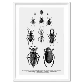Bugs & Insects Entomology - Art Print