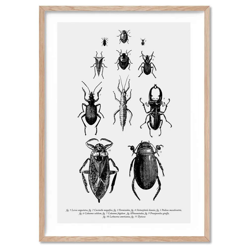 Bugs & Insects Entomology - Art Print
