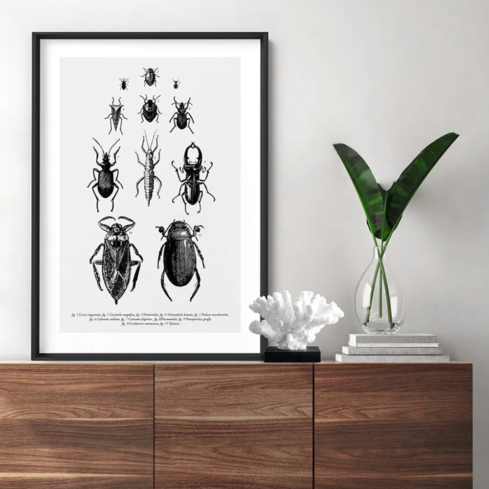 Bugs & Insects Entomology - Art Print
