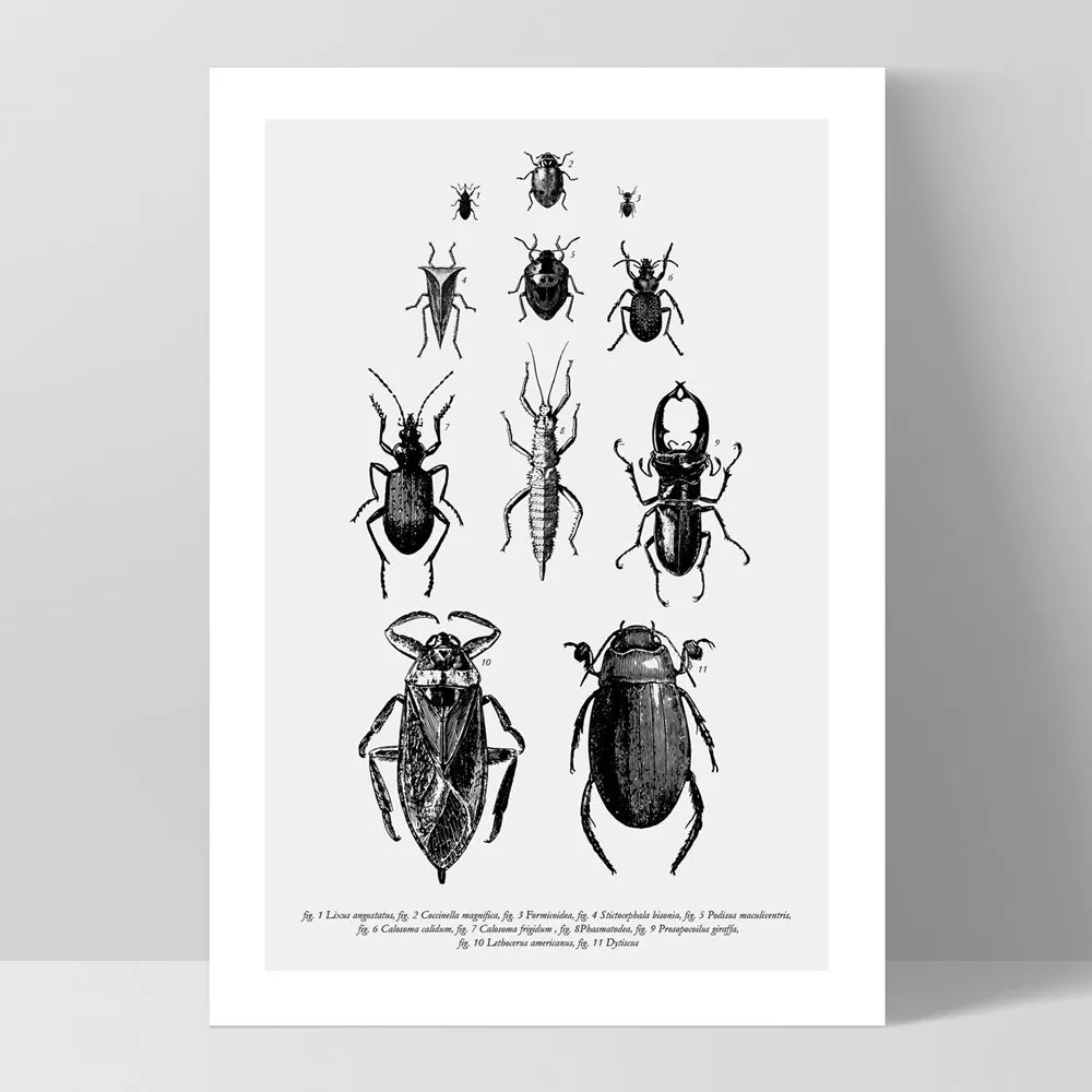Bugs & Insects Entomology - Art Print