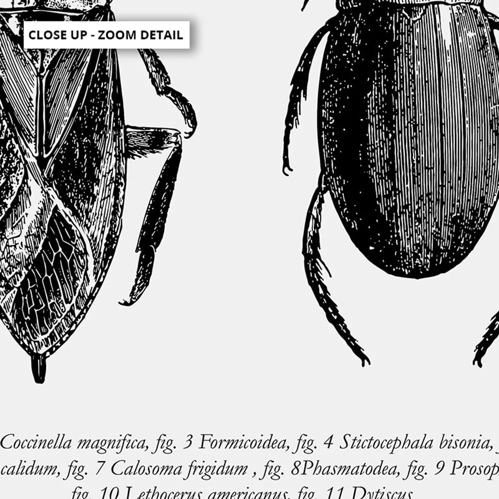 Bugs & Insects Entomology - Art Print